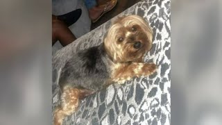 Dognapping Yorkie stolen off Detroit porch in broad daylight [upl. by Eikciv]