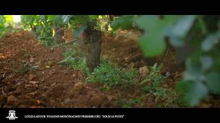 Episode 13  PulignyMontrachet 1er Cru quotSous le Puitsquot [upl. by Otilopih96]