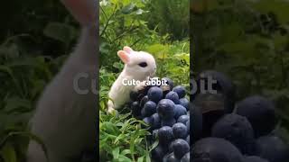 Cute rabbit sweet rabbit agar aapko achcha Laga yah rabbit jarur subscribe Karenplz [upl. by Dupuis]