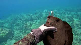 Spearfishing the Shallows  3 Prong Session  Dinner Dive  Naenae Sashimi  Big Island of Hawaii [upl. by Reisch]