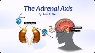 The Adrenal Axis [upl. by Kylen]