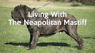 ALL ABOUT LIVING WITH NEAPOLITAN MASTIFFS [upl. by Enaed]