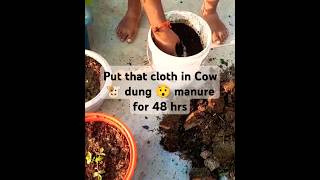 😨How to Germinate Onion 🧅 Seeds  😮😮😮 shortsfeed trending viralshorts youtube [upl. by Aremaj568]