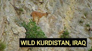 Wild Iraq 4K  Official Trailer [upl. by Cochrane]