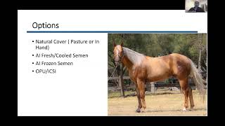 Dr Gomez Webinar Part 3 Insemination of the Mare [upl. by Sipple]