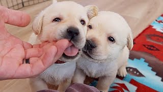 Month Old Little Labrador Rascals [upl. by Nayek482]