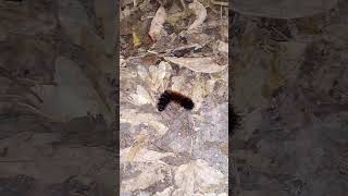 Woolly Bear Caterpillar fun insect science [upl. by Ehcor]