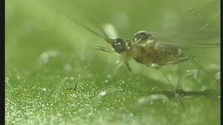 Cucumber mosaic virus transfer by aphid [upl. by Kwang]