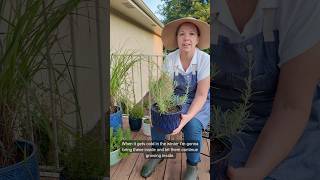 💚 Best part about growing herbs in containers Move them indoors over winter and harvest all year [upl. by Anohr223]