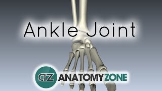 Ankle Joint  3D Anatomy Tutorial [upl. by Dyanna]