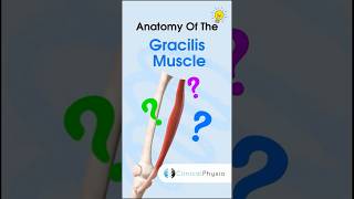 Gracilis Muscle Anatomy anatomy physiotherapy physicaltherapy gracilis [upl. by Yelak]