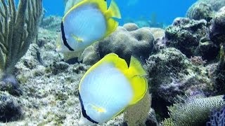 Treasures of Roatan  Snorkeling and Freediving on the Reef [upl. by Eirelav]