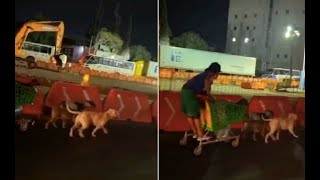 Captan trineo de perros en Querétaro transitaba por las obras de 5 de Febrero [upl. by Burkle]