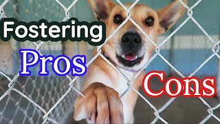 The WORST Part of Dog Fostering NO ONE Tells You 🐶PROS  CONS of Fostering a Dog [upl. by Osicnarf617]