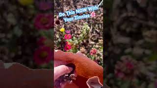 HOW TO SAVE ZINNIA SEEDS DO THIS NOW [upl. by Giwdul808]