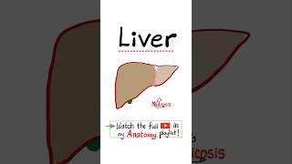 Anatomy of the Liver bile ducts gall bladder…anatomy biology science nurse doctor mbbs [upl. by Winzler]