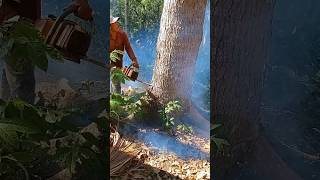 Cutting down mahogany trees is very effectivewoodwoodworkingshorts [upl. by Goldston]