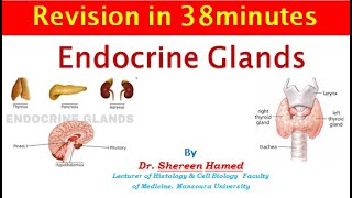 revision of endocrine glands 2021 [upl. by Gaivn]