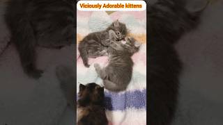 Viciously Adorable Kittens make you laugh 😃 cat catmeowing [upl. by Orit]