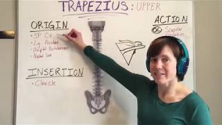 Trapezius Muscle Anatomy [upl. by Eloise]