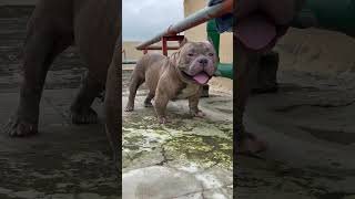 American bully 😈🔥attitudestatus pitbullfacts factsinhindi pitbull shortsviral security [upl. by Assadah]