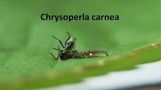 Common green lacewing larvae eats an aphid [upl. by Tartan]