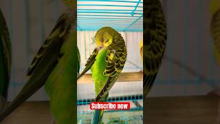 Green opaline budgie  Available in Hyderabad [upl. by Asa]