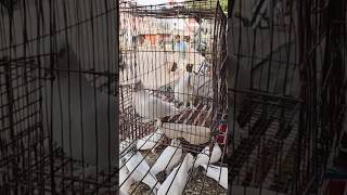 Local Giribaj Pigeon Rajshahi  masteragrobd pigeon viralshorts youtubeshorts [upl. by Yra]