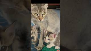 Biralo ko bachha babycat kitten cat catlover cute animals sukanshrestha [upl. by Littman504]