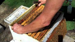 Honeybee Colony ReQueening Part 3 DurhamsBee Farmcom [upl. by Ynohtnanhoj755]