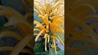 Justicia carnea flower 💛shortsvideofypyoutube [upl. by Abernon]