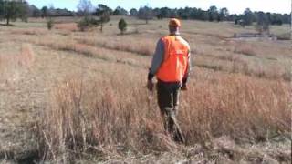 Louter Creek Hunting Poodles quotCooperquot Upland Training [upl. by Denna40]