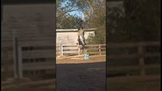 fell into the fence but my trainer stopped recording horse equine equestrian brassyeq [upl. by Mini]