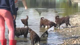 Life with puppies of spanish water dog [upl. by Ras566]