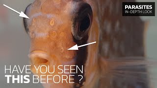 How to Recognize amp Treat HOLE IN THE HEAD DISEASE Spironucleus sp in Discus Fish [upl. by Hugo977]