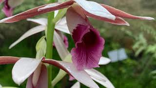 Phaius australis  Lesser Swamp Orchid [upl. by Olonam]