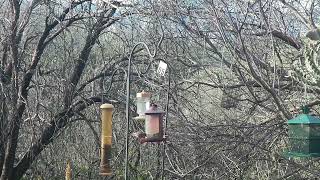 A Variety Of birds From Arizona Part 3 flockofbirds birdcams birding arizona [upl. by Kcirted]