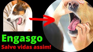 CACHORRO ENGASGADO O QUE FAZER  Tosse em Cães Perigo na Certa [upl. by Brote]