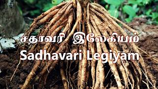 Sadhavari Legiyam சதாவரி இலேகியம் Part 12  Preparation and Uses Tamil [upl. by Laing]