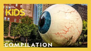 Wackiest Places Around the World 🌎  10 Minutes  Nat Geo Kids Compilation  natgeokids [upl. by Fagen]