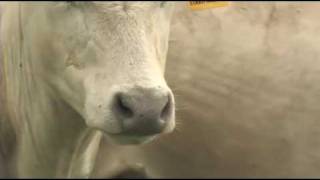 The Legacy of Cattle in Colorado Corwin Brown and Renee Rondeau [upl. by Cloots]