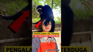 Pengalaman Menarik Saat Bertemu Hewan Liar  INFOPEDIA [upl. by Ynattir]