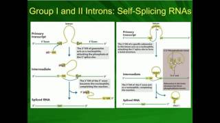 Types I and II SelfSplicing Autocatalytic Introns in mRNA [upl. by Bohrer917]