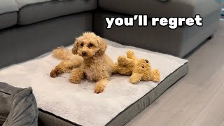 Human Ruins Toy Poodle Dogs Fun  Funny Reaction [upl. by Towne856]