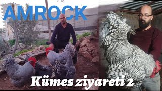 amrock tavuklar yeniden kümes ziyareti [upl. by Lynnelle835]