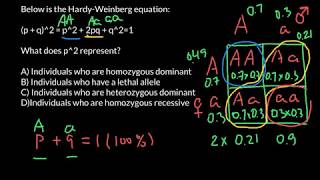 Hardy Weinberg Equation Explained [upl. by Rehotsirk]