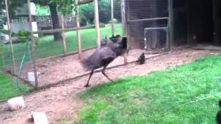 Emu Attacking Chickens [upl. by Avigdor650]