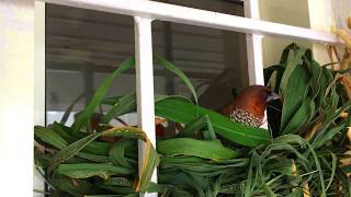 Scaly Breasted Munia Building Nest [upl. by Nocaj]