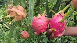 Cosecha de Pitahaya  La Fruta del Dragon  Dragón Fruit [upl. by Adnalay]