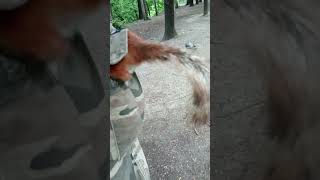 Опять карманная белка  Pocket squirrel again [upl. by Lugar751]